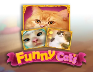 Funny Cats